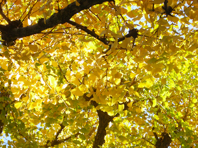 紅葉は接写で撮れ（どこかでみた受け売り）