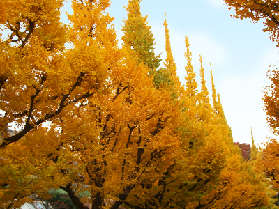 かろうじてきいろい。