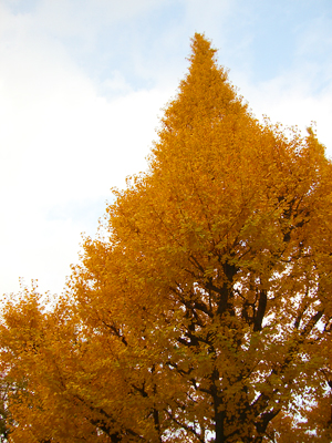 かろうじてきいろい。