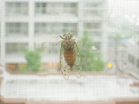 涼しいしなぁ…。